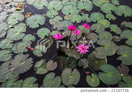 red lotus in the lagoon 21387726