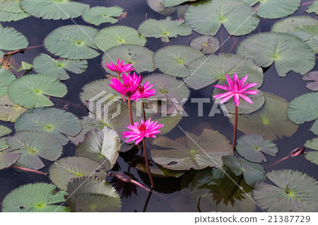 red lotus in the lagoon 21387729