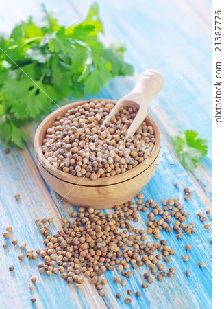 coriander coriander 21387776