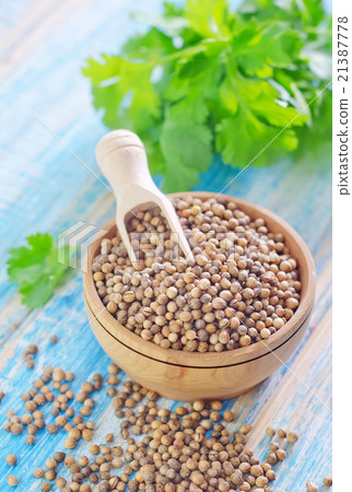 coriander coriander 21387778