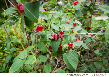 Trishima Tang Bok Trishima Tang Bok 21387924