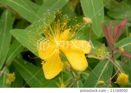 豆教規花 豆教規花 21388092