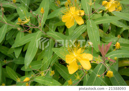 Beyowanagi Beyowanagi 21388093