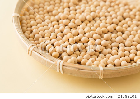 大豆黃背 大豆黃背 21388101