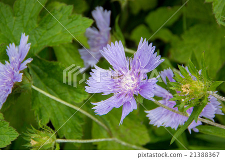 Stokesia Stokesia 21388367