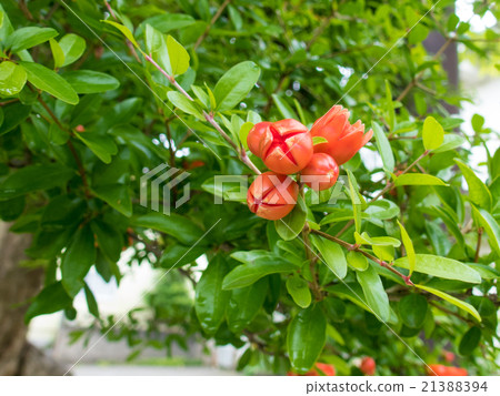 石榴 21388394