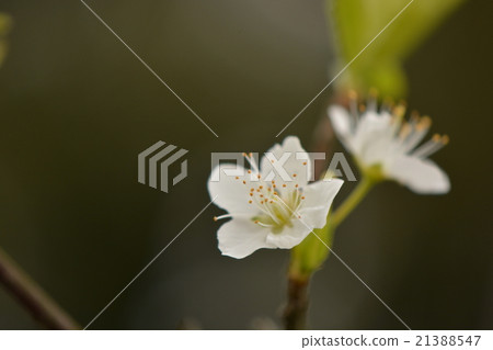 Close-up of a flower of a Sumomo 21388547