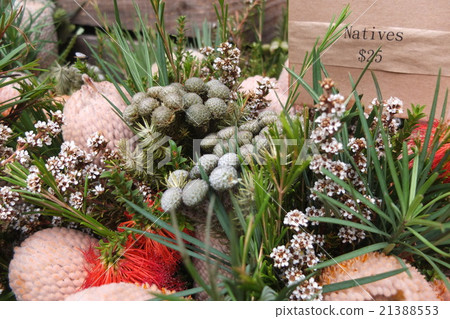 Flowers in the Southern Hemisphere, Bouquets with Protea Flowers in the Southern Hemisphere, Bouquets with Protea 21388553