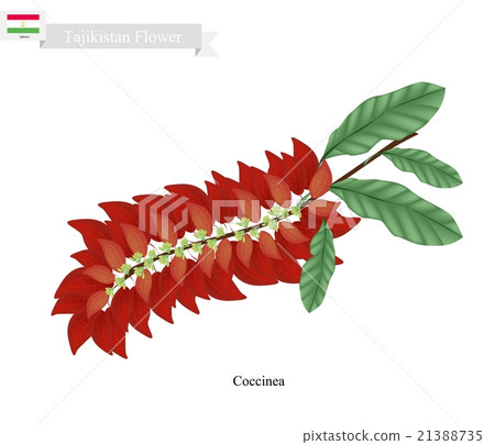 Warszewiczia Coccinea, The Popular Flower 21388735