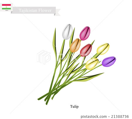 Tulip Flowers, The Famous Flower of Tajikistan Tulip Flowers, The Famous Flower of Tajikistan 21388736