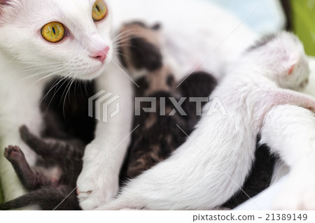 Cat breastfeeding the kittens Cat breastfeeding the kittens 21389149