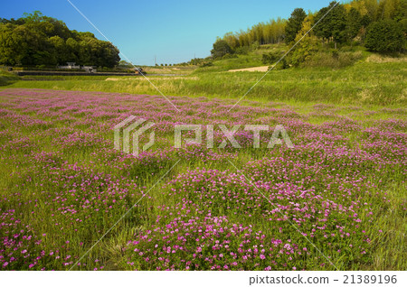 Astragalus Asuka no Sato Astragalus Asuka no Sato 21389196
