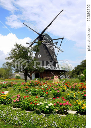 Ginia and windmill of Funabashi Andersen Park (September) Funabashi, Chiba Ginia and windmill of Funabashi Andersen Park (September) Funabashi, Chiba 21389202