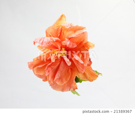Red Orange Hibiscus Flower 21389367