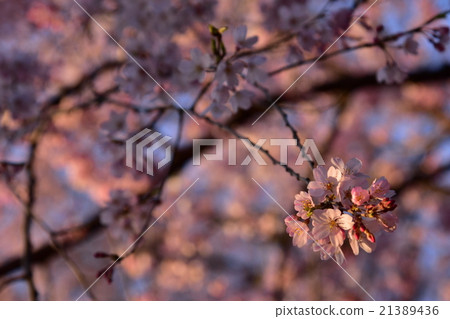 Yuuyake's cherry tree 21389436