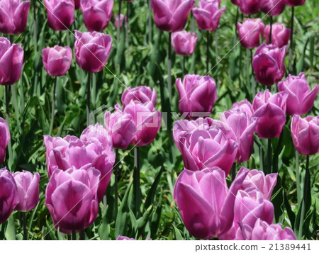 Purple tulip Purple tulip 21389441