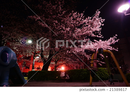 在Kanakuzaka公園的櫻花在晚上 21389817