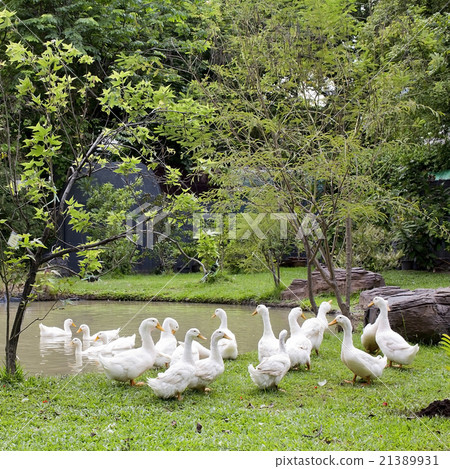 A flock of ducks and geese in a park 21389931