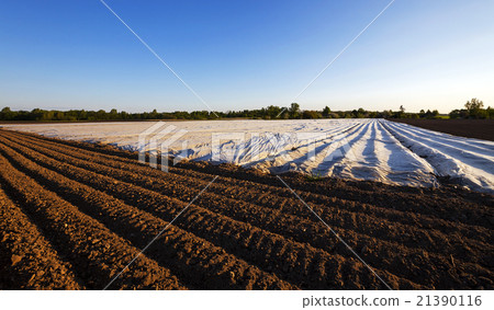 agriculture   21390116