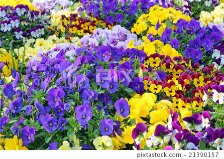 Pansy field 21390157