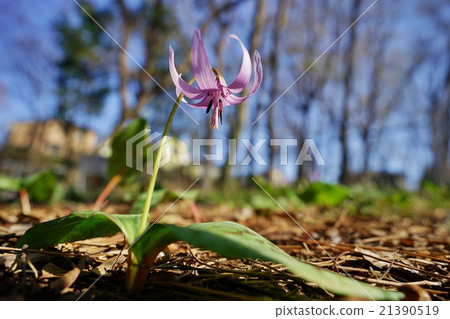 Katakuri Katakuri 21390519