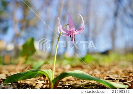 Katakuri Katakuri 21390521