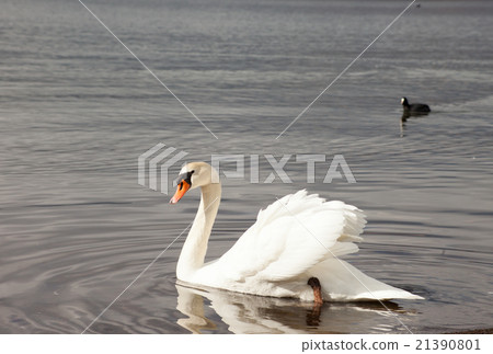 Wild swans 21390801