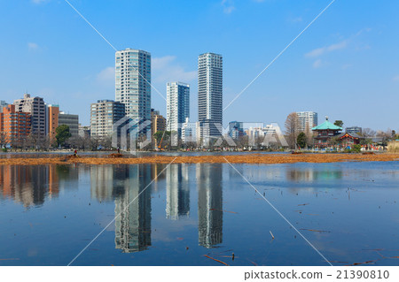 在上野皇家公園的蓮花池中的枯萎乳液傳播藍天蓮花的清理工作 21390810