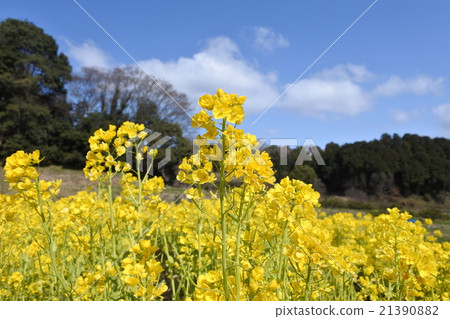 強姦開花 強姦開花 21390882