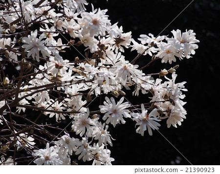 The albopictus is Shidekobushi The albopictus is Shidekobushi 21390923