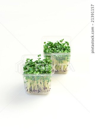 Broccoli Sprout 21391157