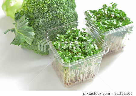 Broccoli Sprouts and Broccoli 21391165