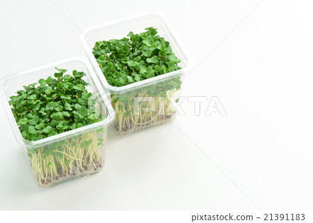 Broccoli Sprout 21391183