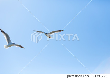 Ulysses in blue sky 21391225