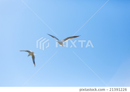 Ulysses in blue sky 21391226