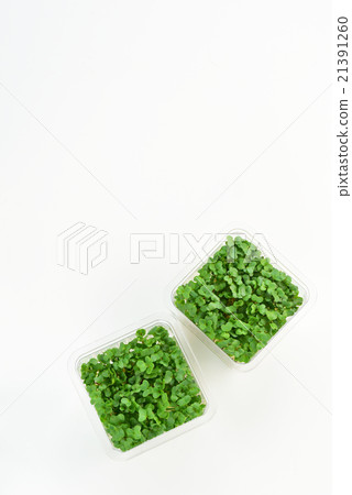 Broccoli Sprout 21391260