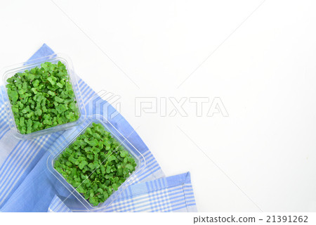Broccoli Sprout 21391262