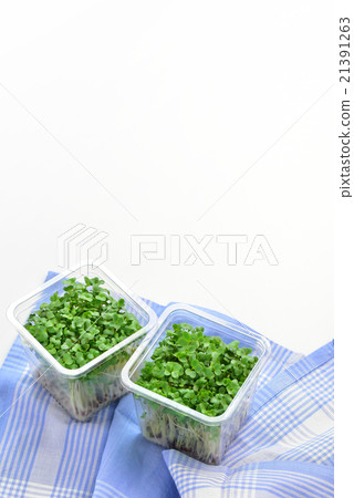 Broccoli Sprout 21391263