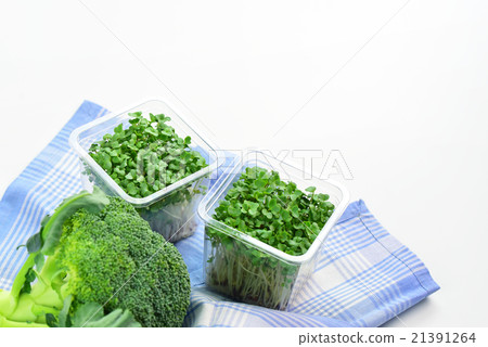 Broccoli Sprouts and Broccoli 21391264