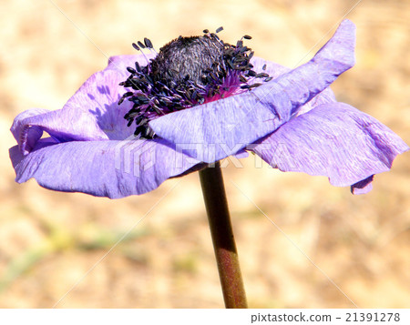 Or Yehuda Crown Anemone flower isolated 2011 Or Yehuda Crown Anemone flower isolated 2011 21391278