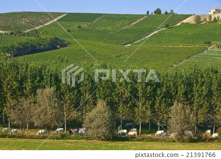 Cows and vineyards in Piedmont, Italy. 21391766