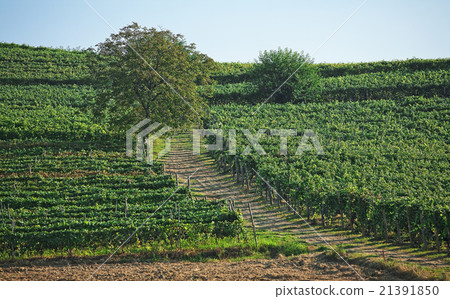 Vineyards in Italy, Piedmont. 21391850