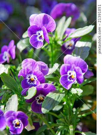 Close up of violets. 21391851