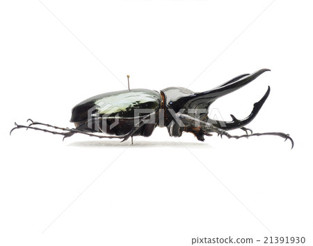 Caucasian monkey made from Java ♂ 21391930