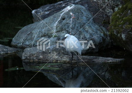 egret, heron, fraud 21392002