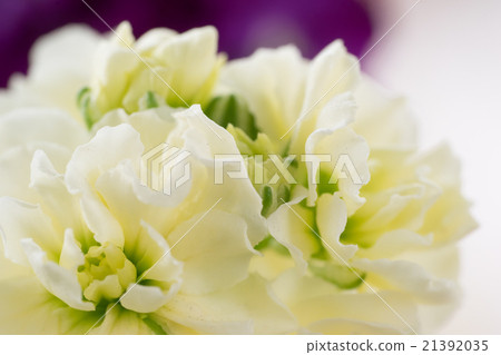 White Stock Flower 21392035