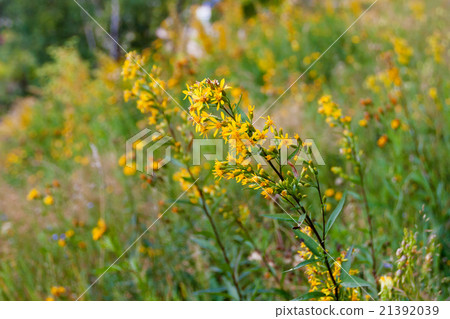 Hypericum flower. Natural summer background 21392039