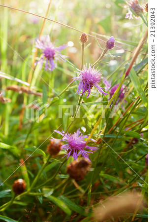 Sunny summer background with lilac flowers.  21392043