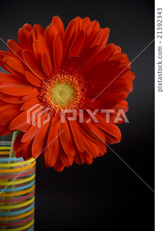red gerbera 21392343
