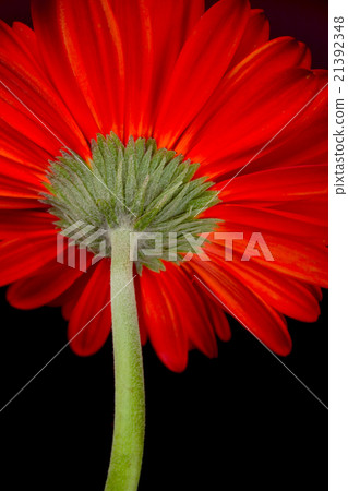 red gerbera 21392348